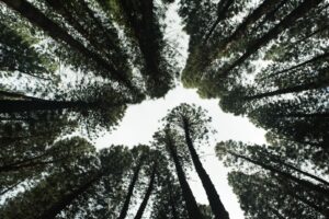 Trees